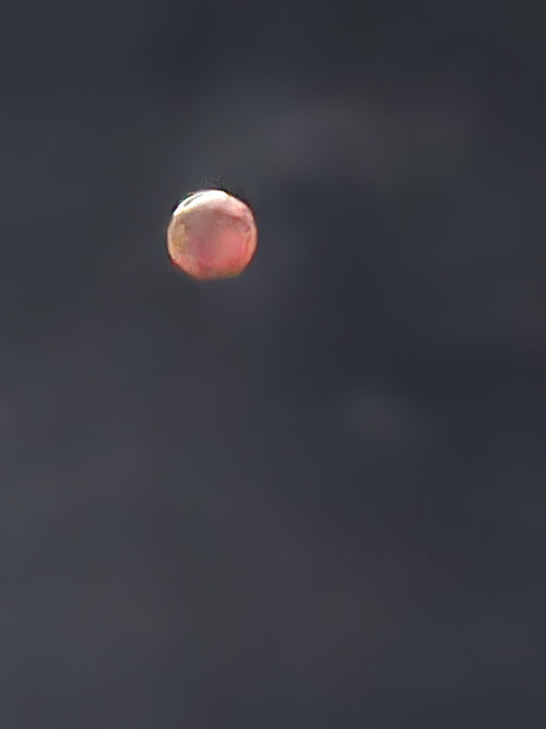 Blood moon partial eclipse - NaturallyDigitalUS Store 3