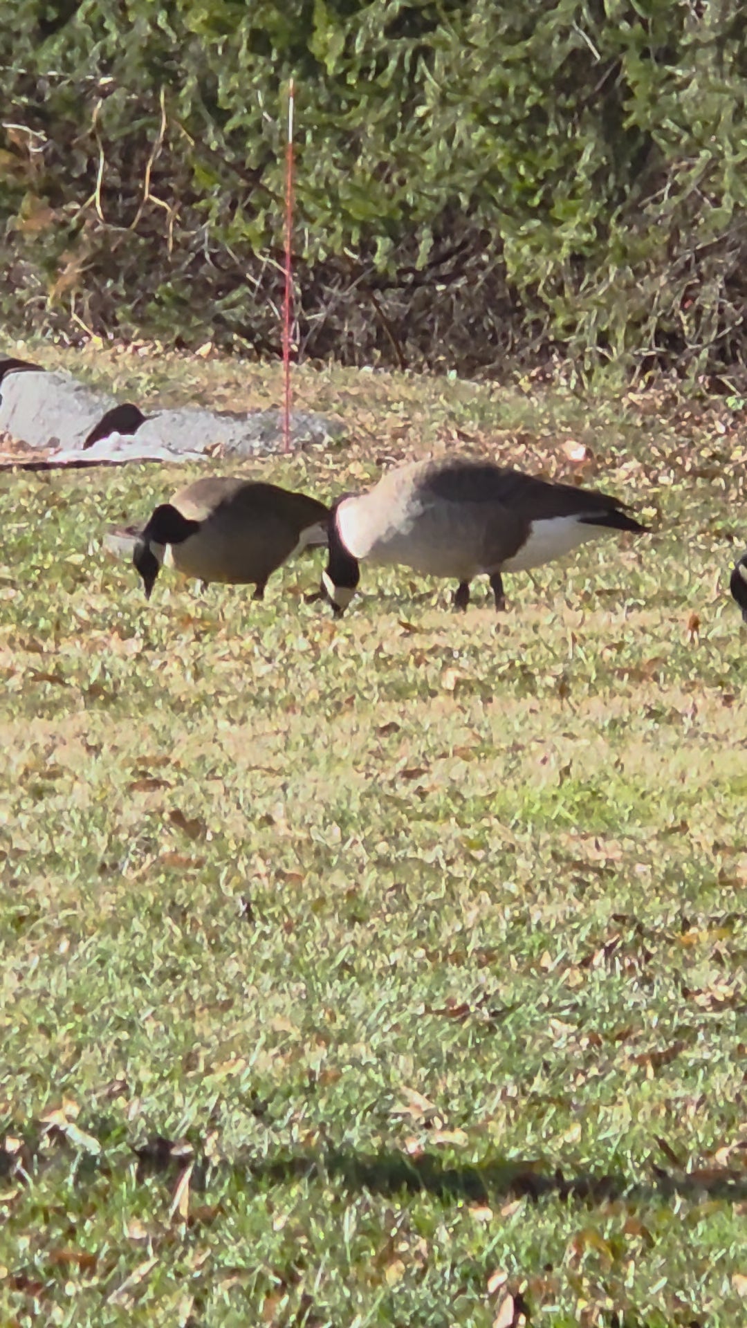 Wild geese