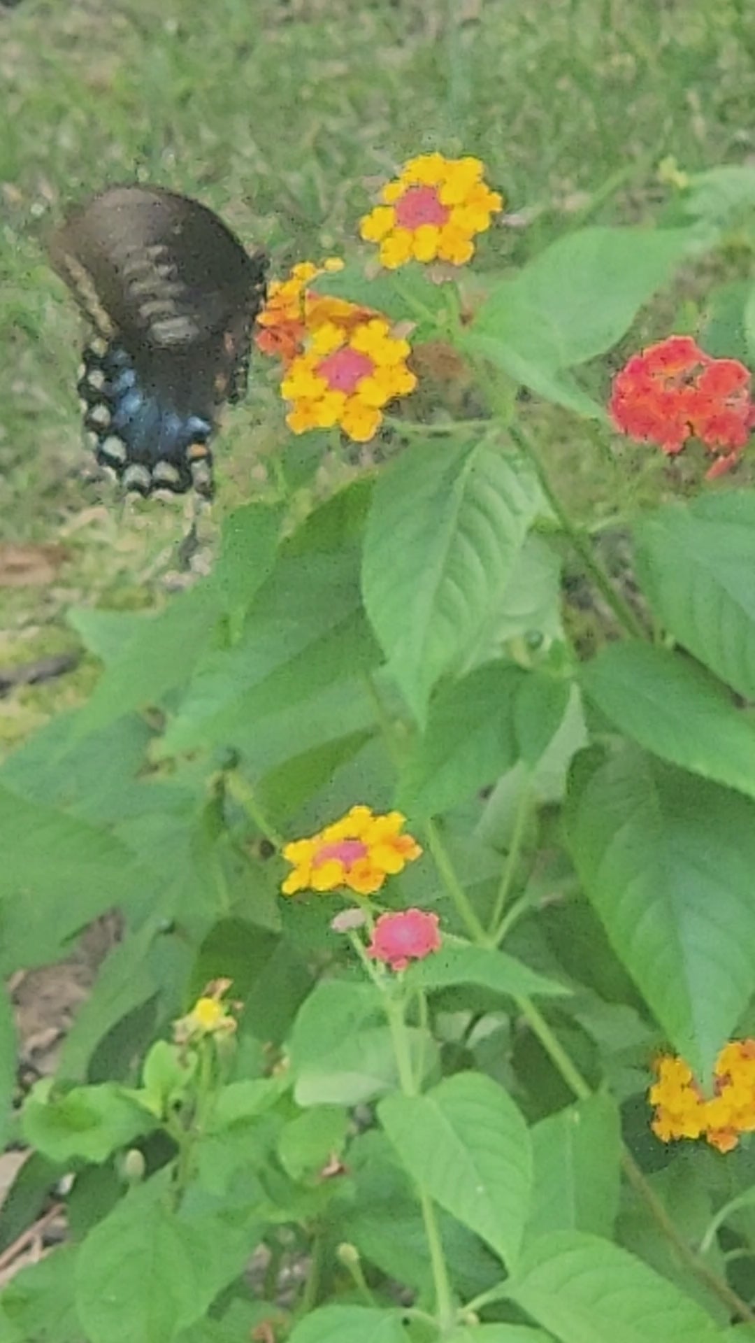 Butterflly