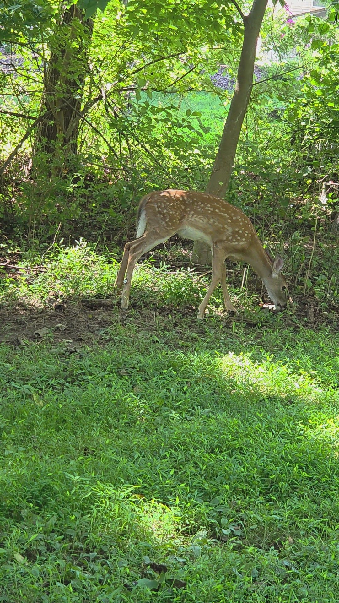 Daytime grazing