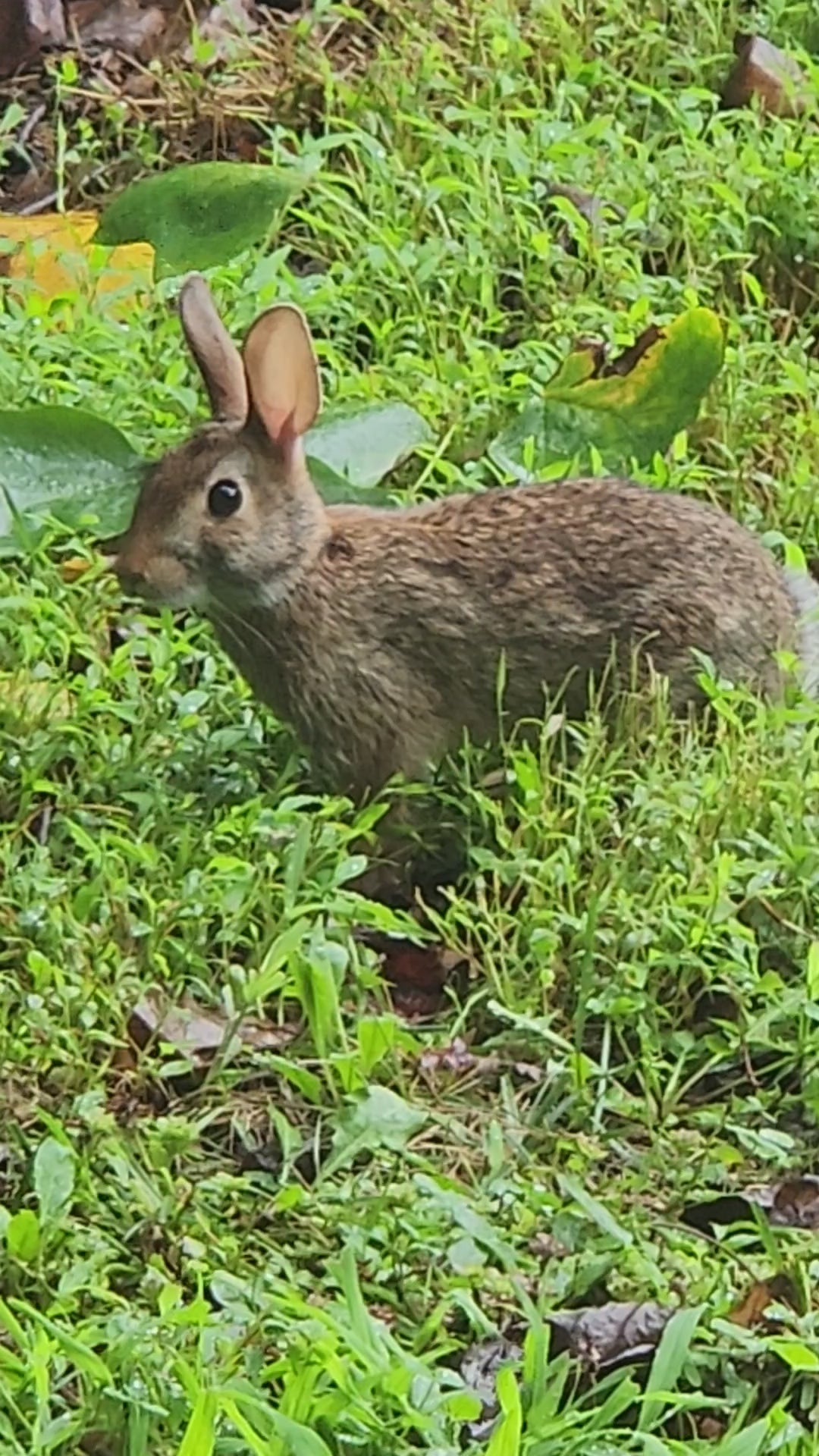 Bunny Rabbit