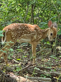 Baby deer