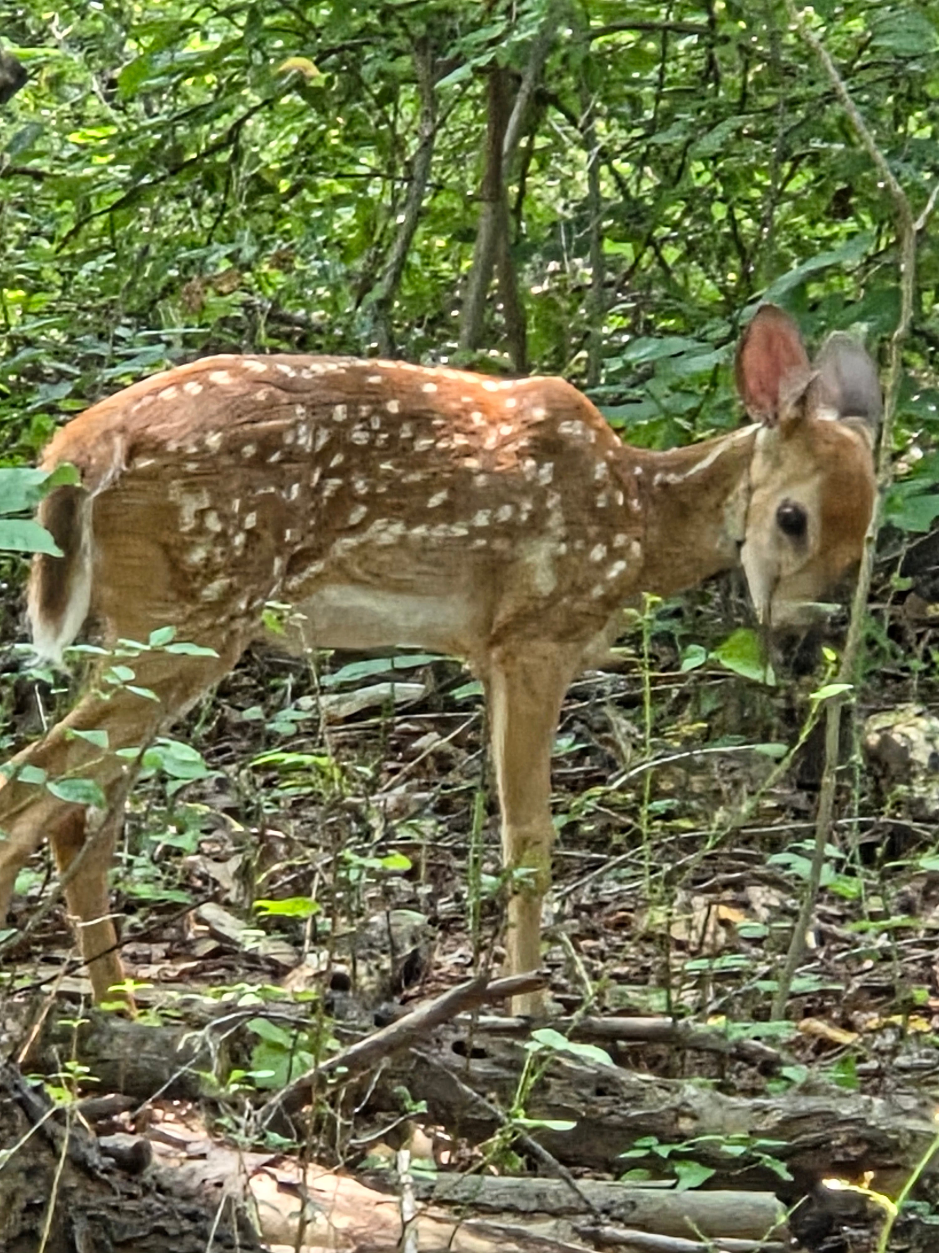 Baby deer