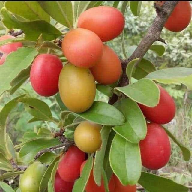 Delicious African wildfruit and mulberry