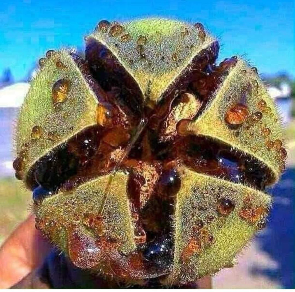 Delicious African wildfruit and mulberry