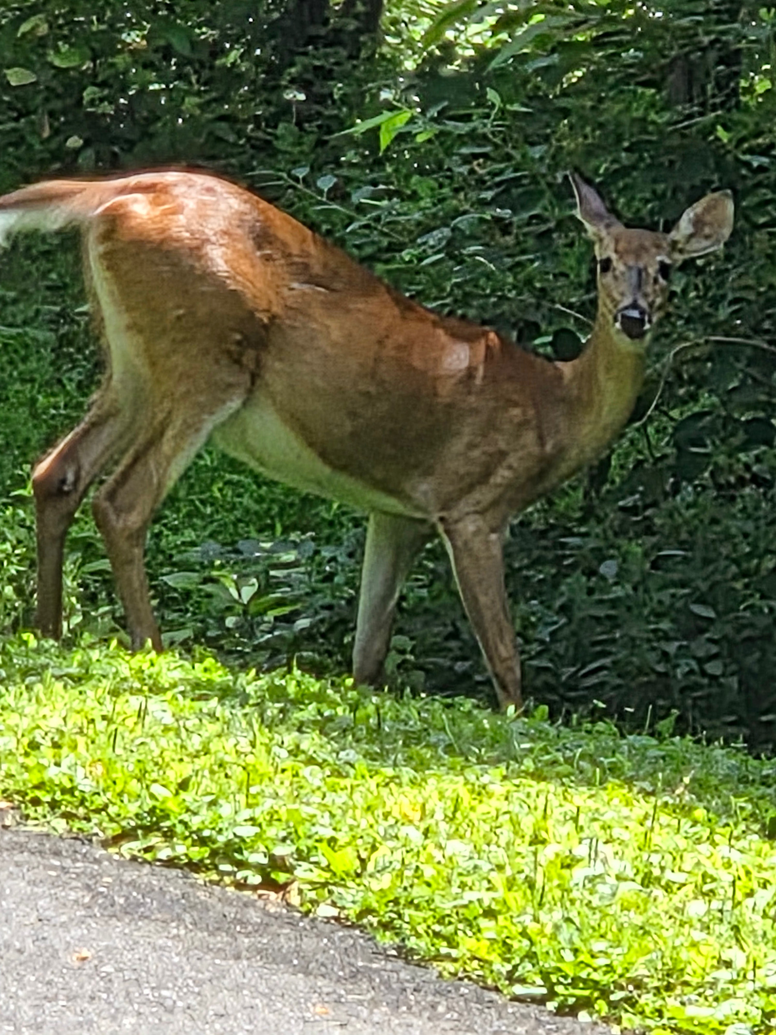 Mama white tailed deer
