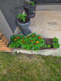 My marigolds