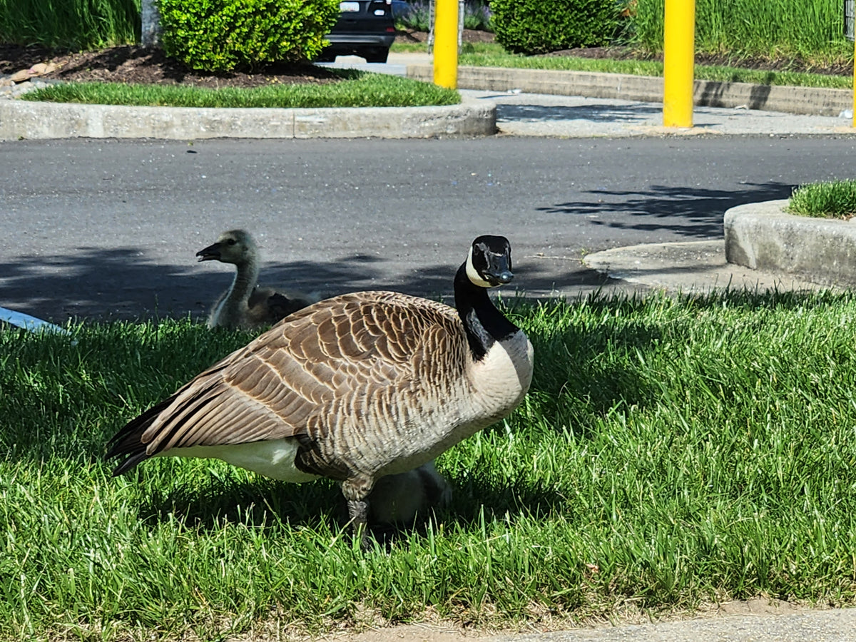 Wild geese family