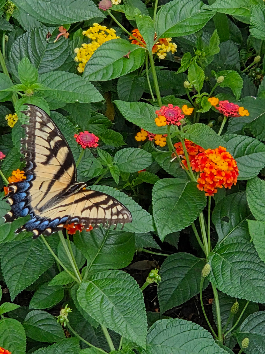 Butterflies