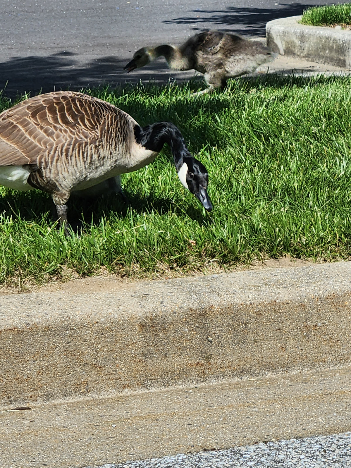 Wild geese family