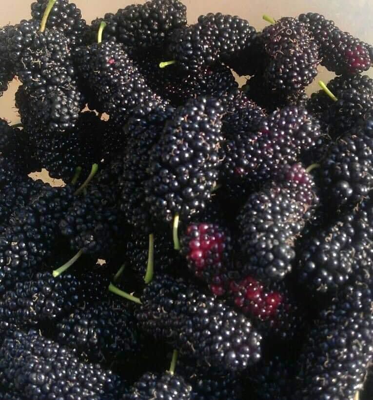 Delicious African wildfruit and mulberry