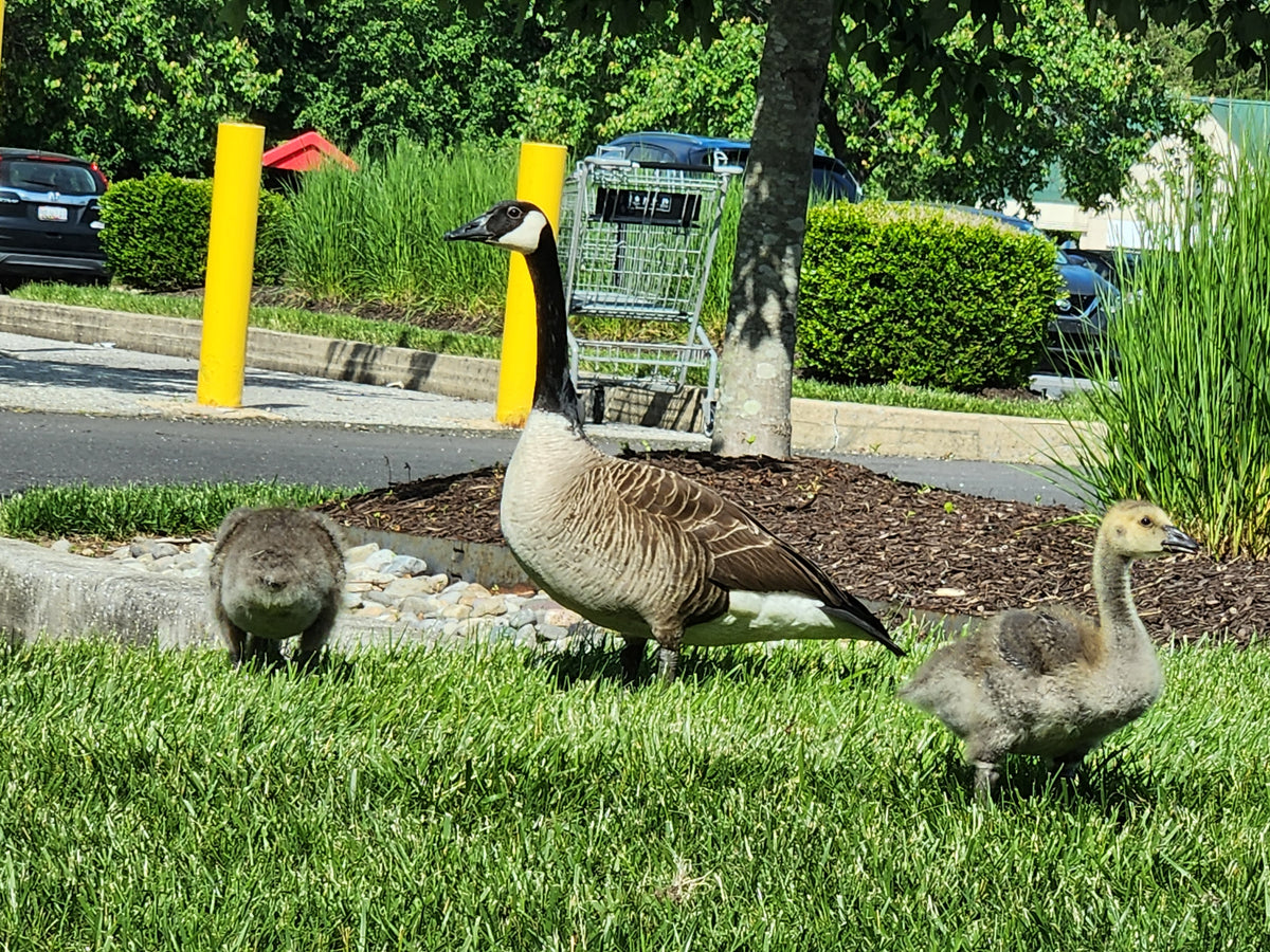 Wild geese family