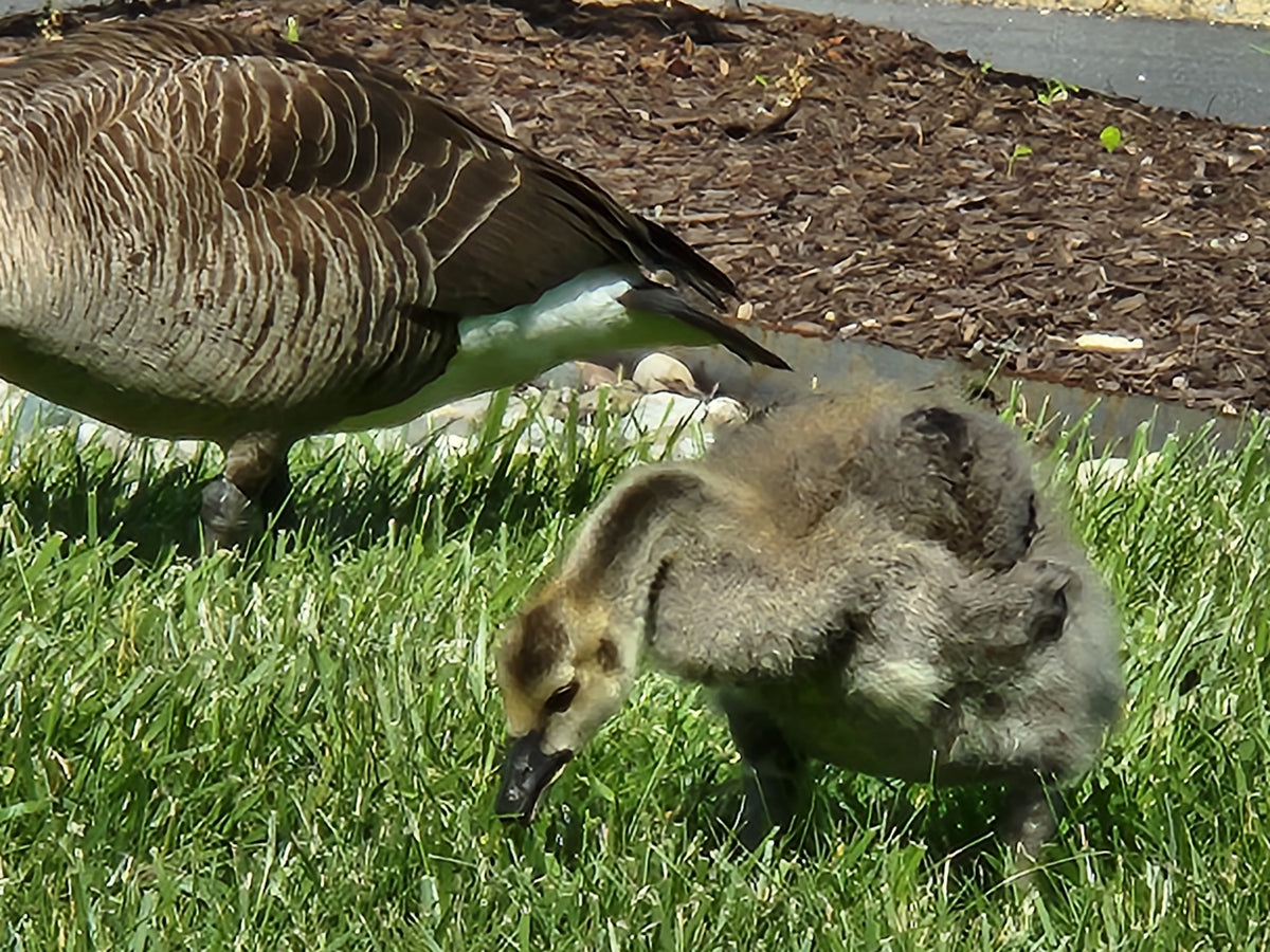 Wild geese family