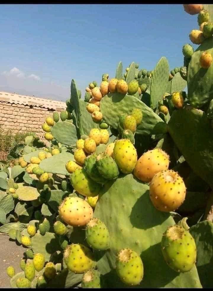 Delicious African wildfruit and mulberry