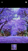 Jacarandas in full bloom in Bulawayo