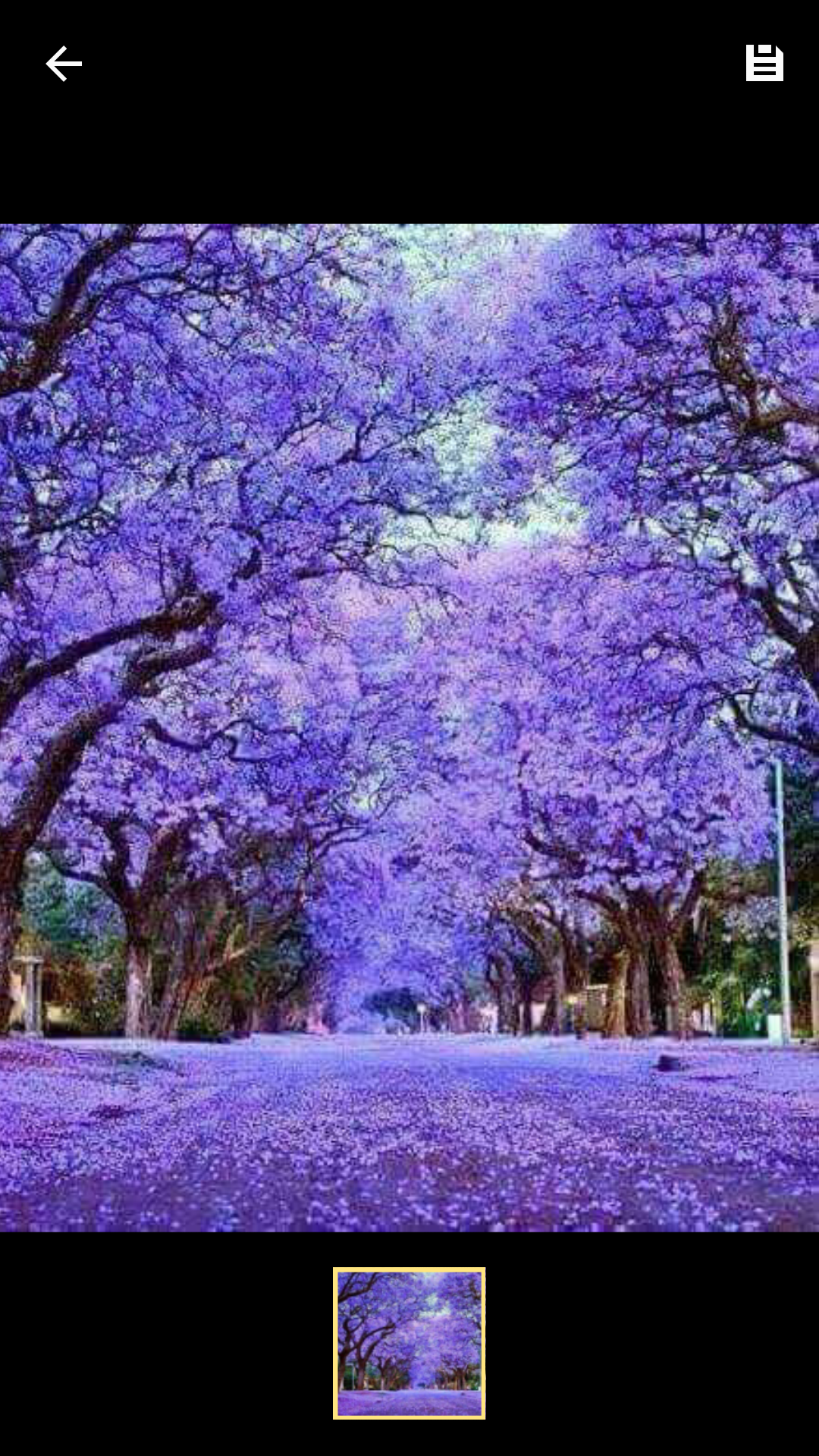 Jacarandas in full bloom in Bulawayo
