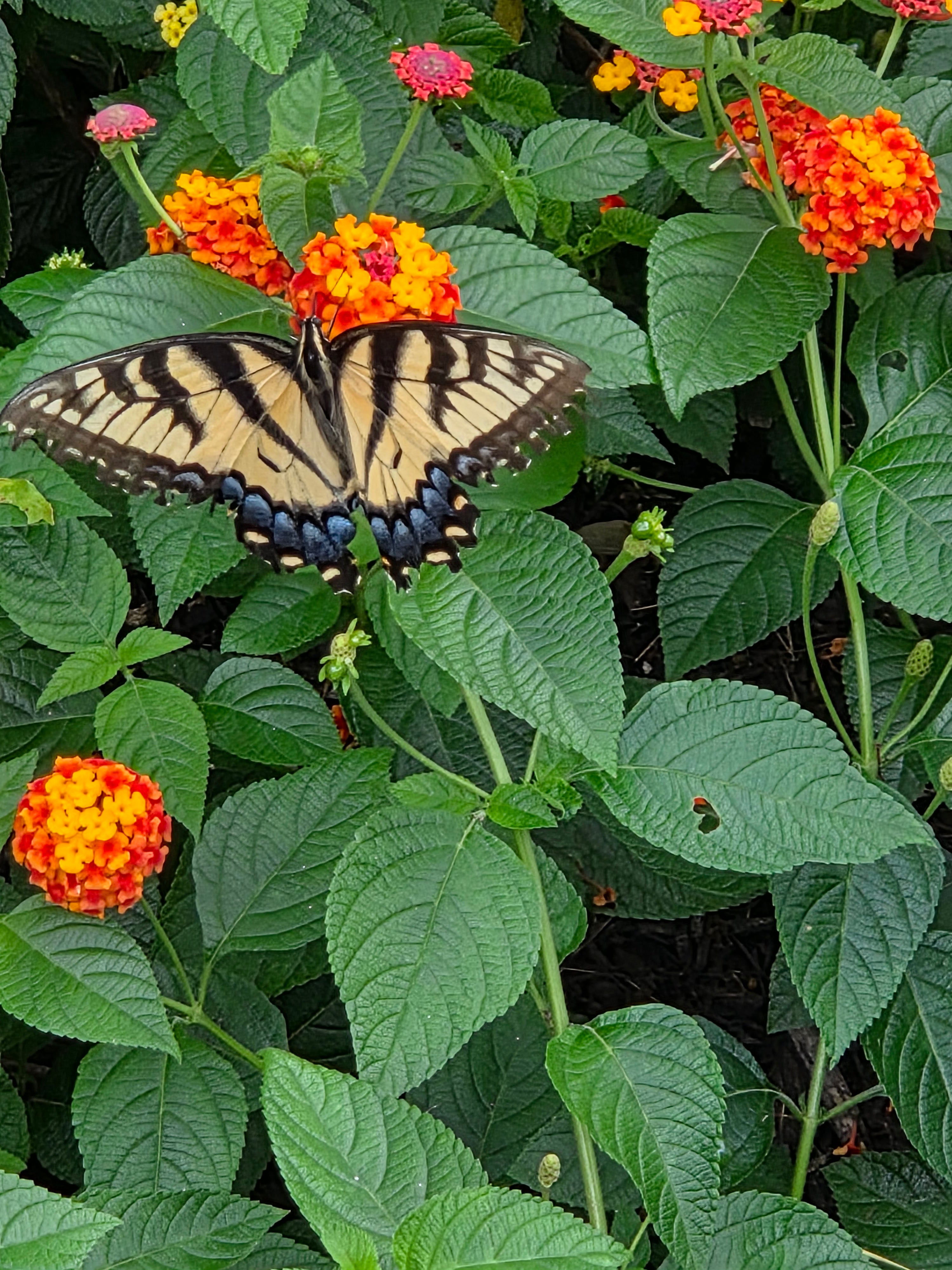 Butterflies