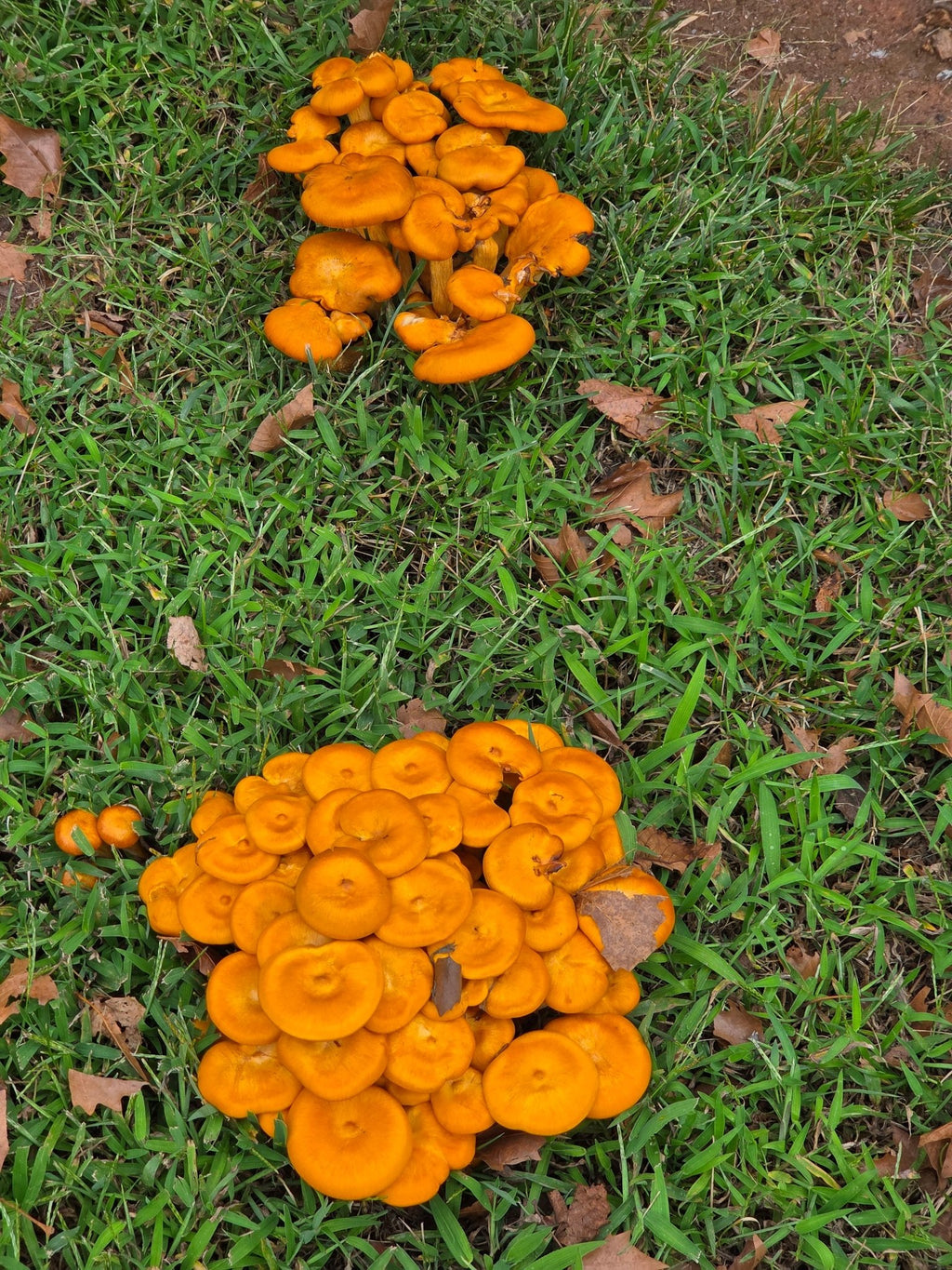 Wild mushrooms in Maryland - NaturallyDigitalUS Store 3