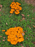 Wild mushrooms in Maryland - NaturallyDigitalUS Store 3